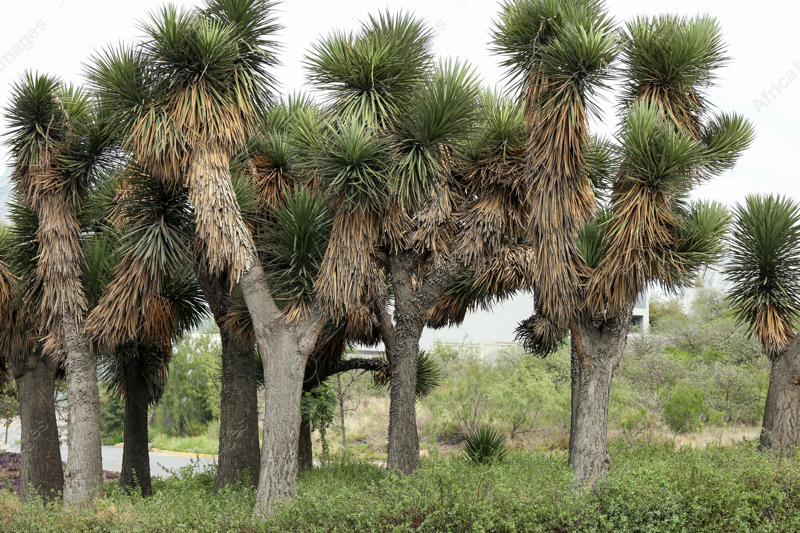 Photo of Many beautiful Joshua trees growing among lush green grass outdoors