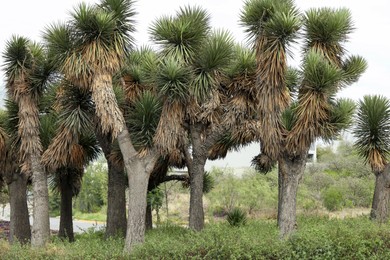 Photo of Many beautiful Joshua trees growing among lush green grass outdoors