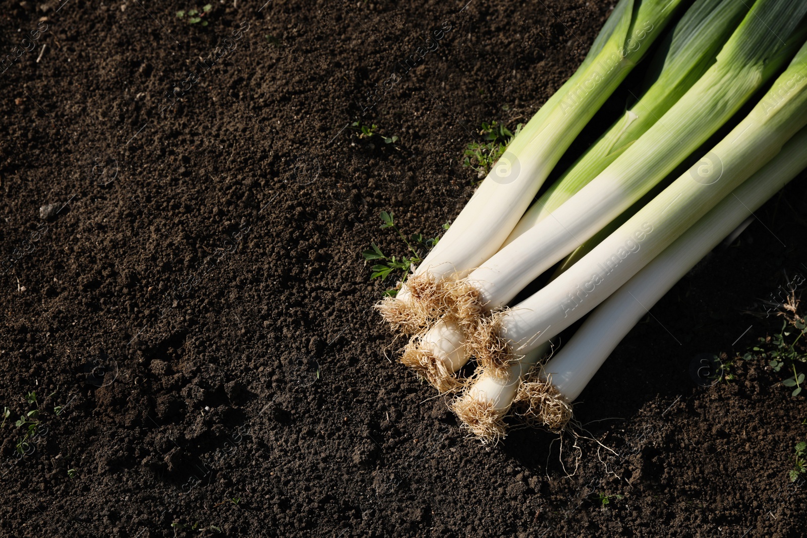 Photo of Fresh raw leeks on ground outdoors, above view. Space for text