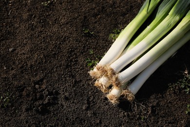 Photo of Fresh raw leeks on ground outdoors, above view. Space for text