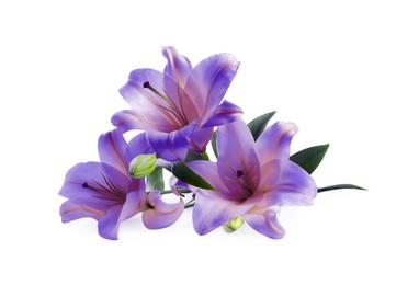 Image of Amazing lily flowers in blue and violet colors isolated on white