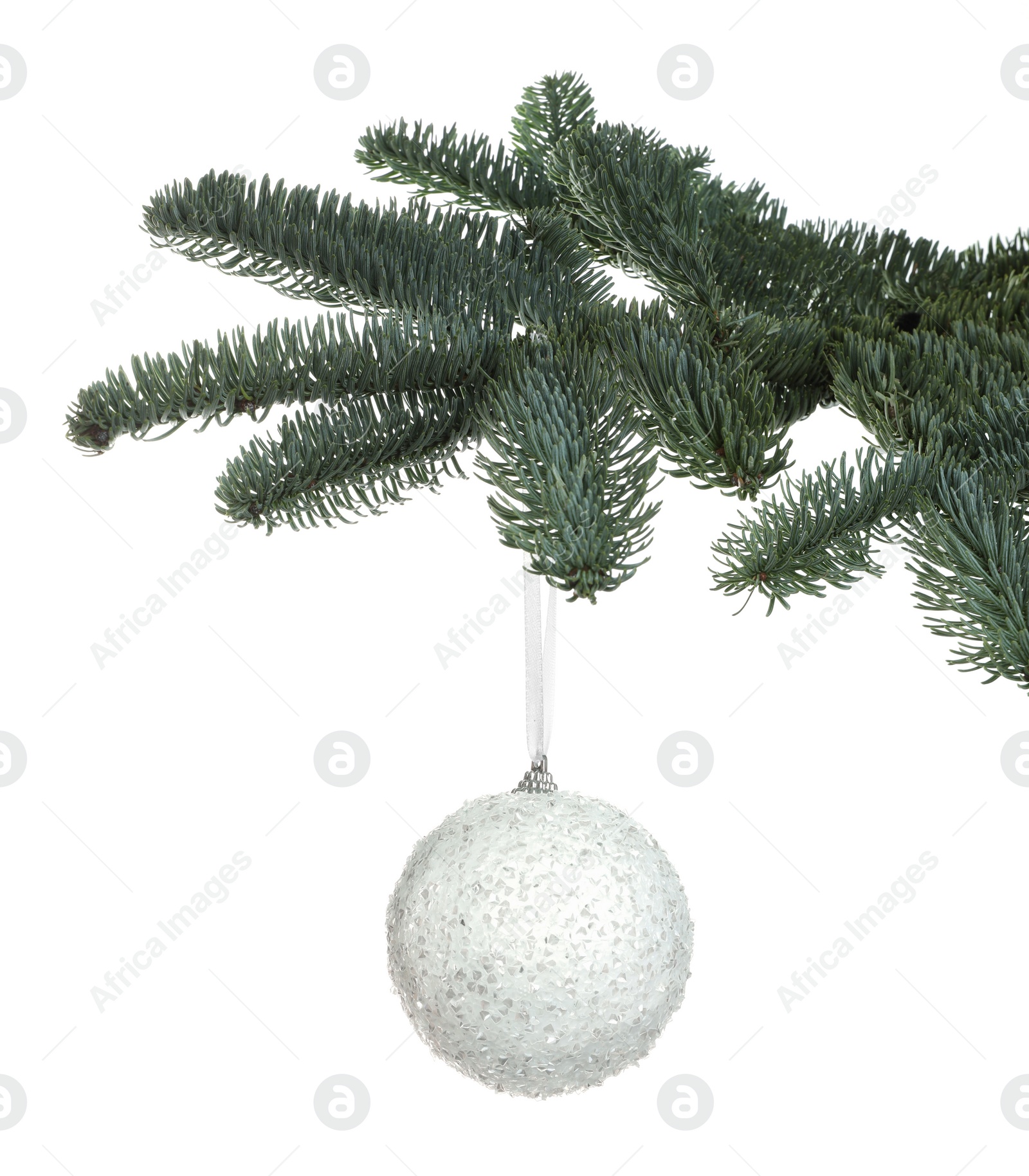 Photo of Beautiful Christmas ball hanging on fir tree branch against white background