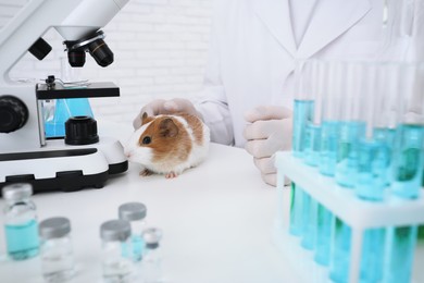 Photo of Scientist with guinea pig in chemical laboratory, closeup. Animal testing