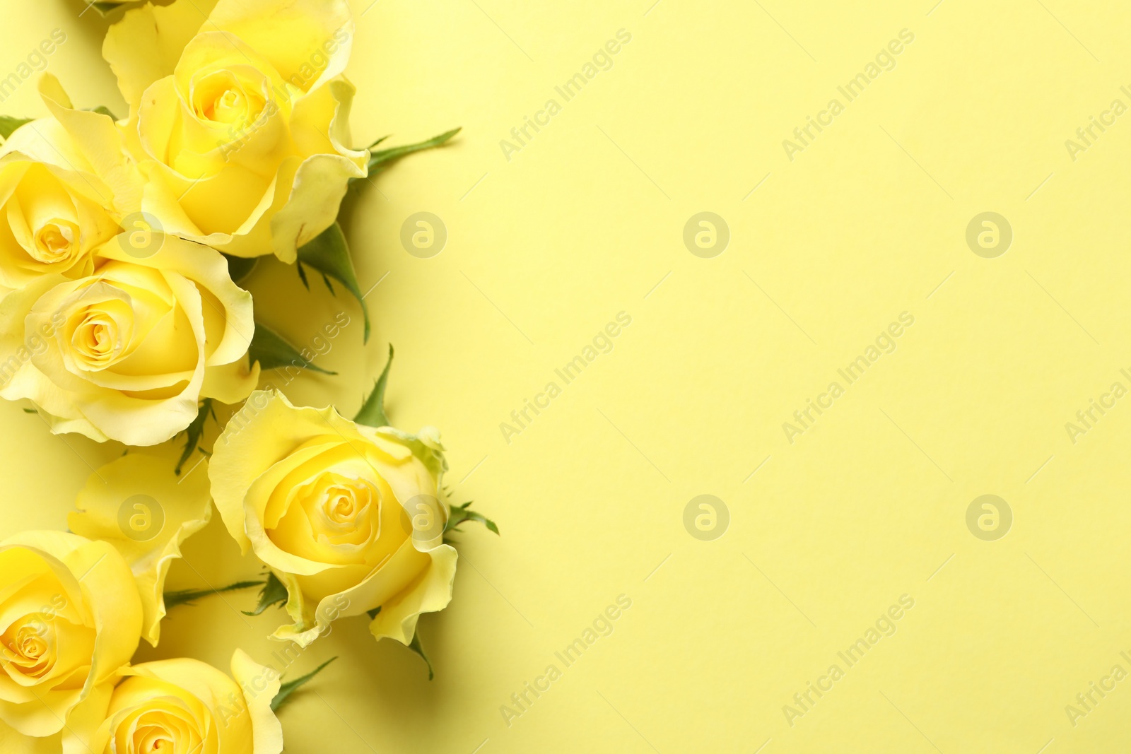 Photo of Beautiful roses on yellow background, flat lay. Space for text