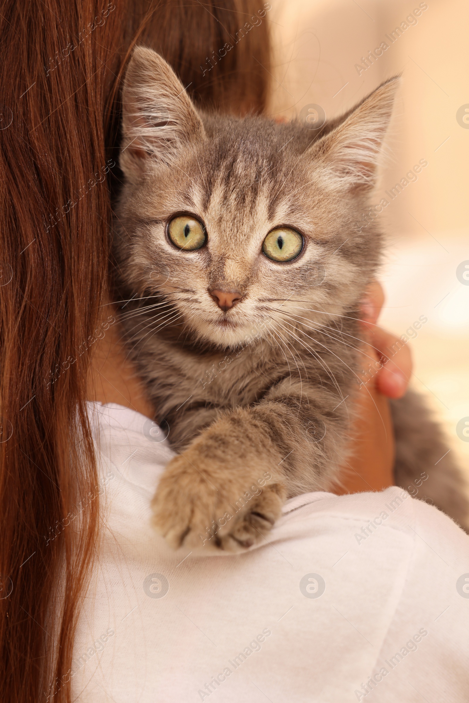 Photo of Cute little girl with kitten indoors, back view. Childhood pet