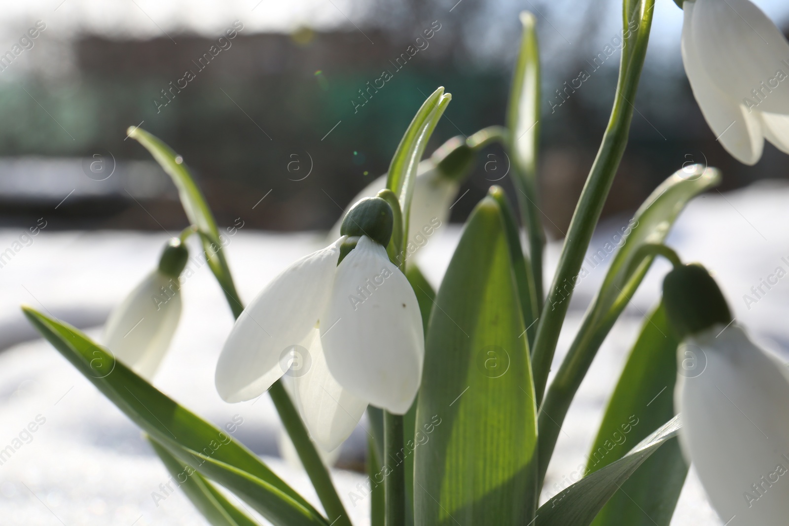 Photo of Beautiful blooming snowdrops growing in snow outdoors, closeup. Spring flowers