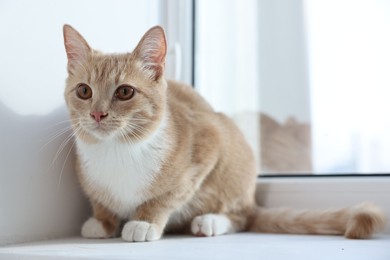 Photo of Cute ginger cat lying on windowsill at home