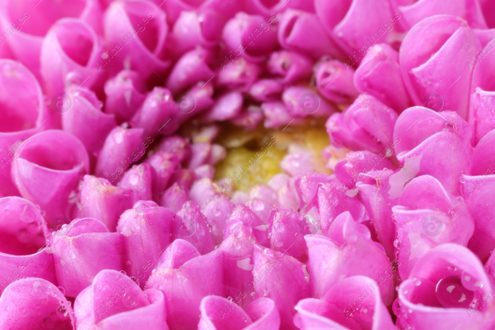 Photo of Beautiful Dahlia flower with water drops as background, macro