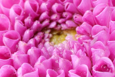 Beautiful Dahlia flower with water drops as background, macro