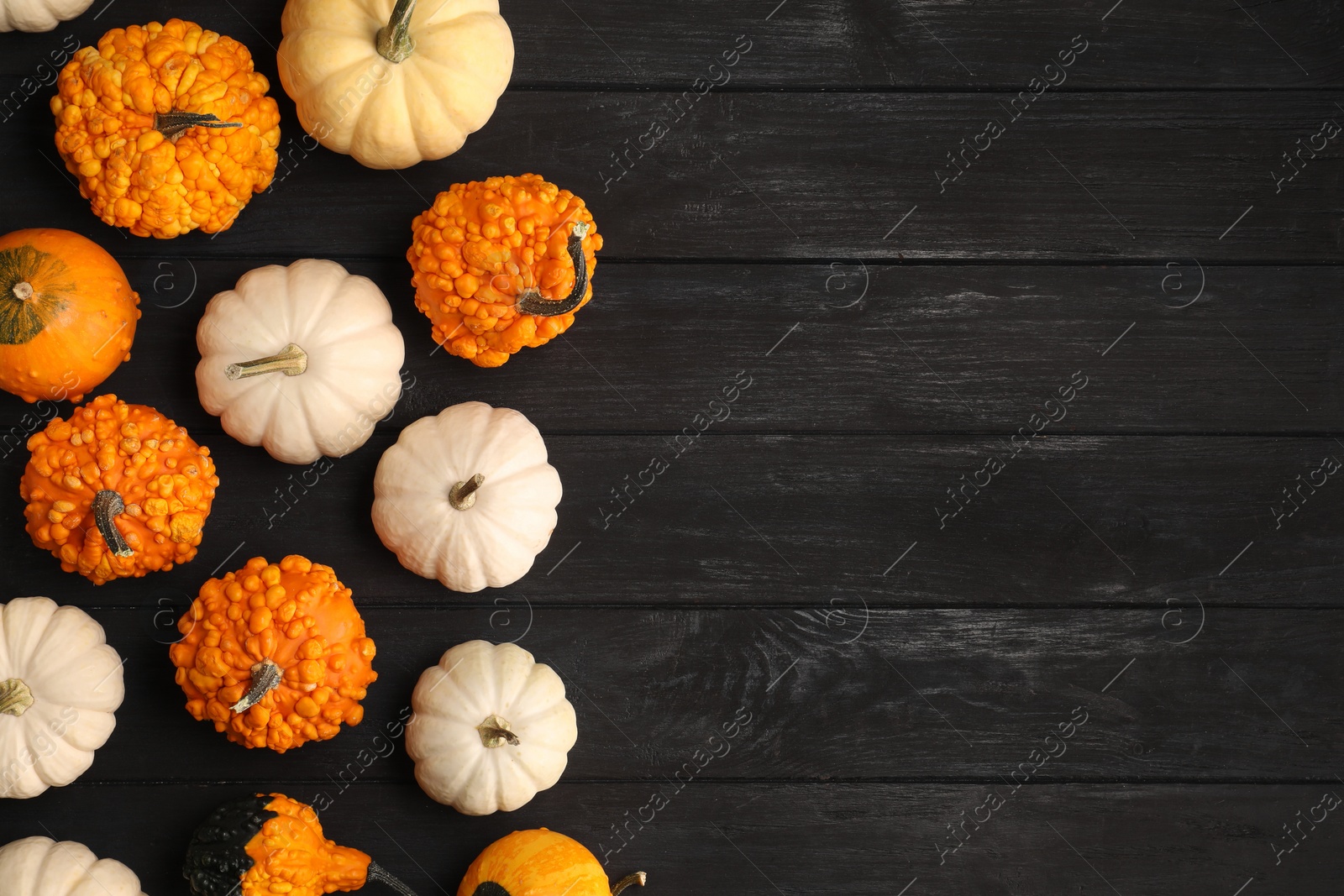 Photo of Different ripe pumpkins on black wooden table, flat lay. Space for text