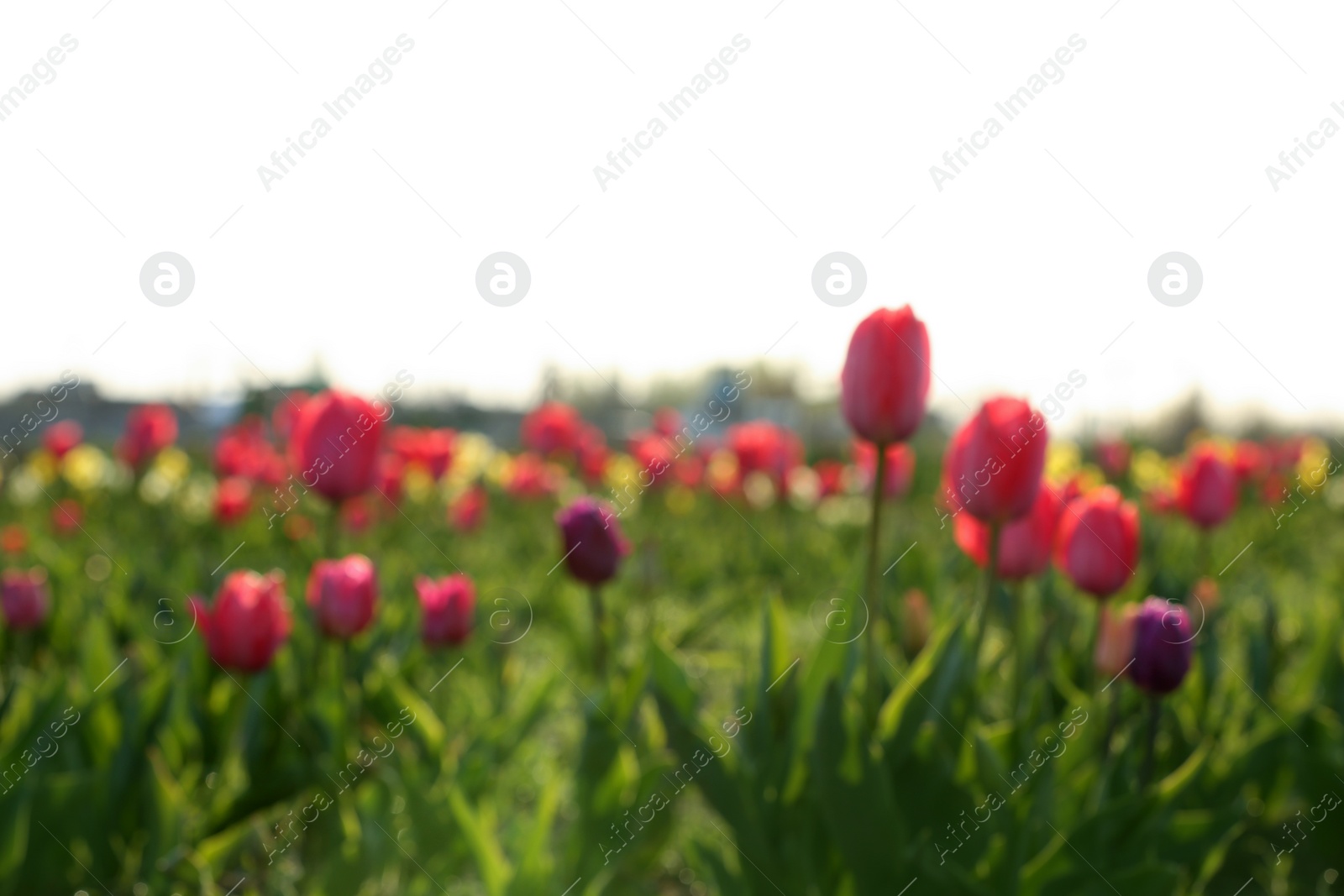 Photo of Blurred view of field with fresh beautiful spring flowers on sunny day