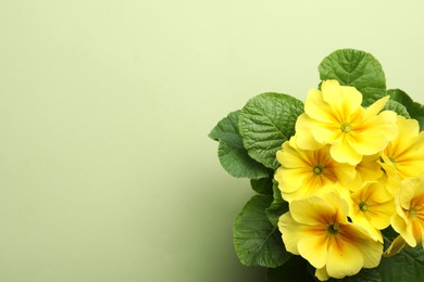 Photo of Primrose Primula Vulgaris flowers on green background, top view with space for text. Spring season