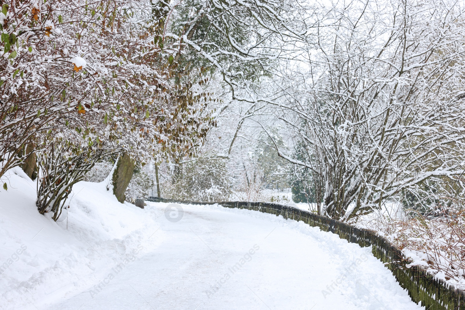 Photo of Trees covered with snow and pathway in winter park