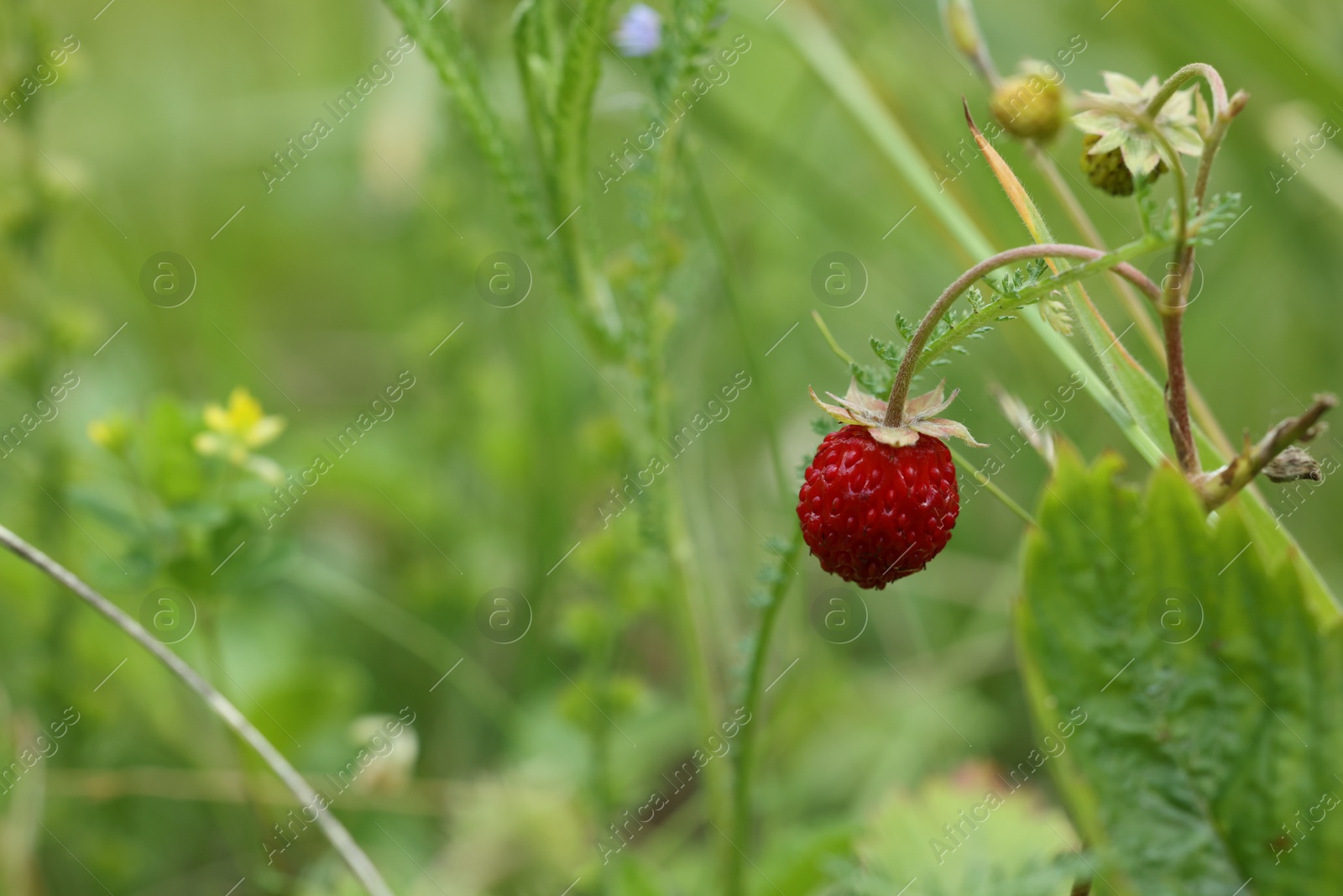 Photo of One small wild strawberry growing outdoors. Space for text