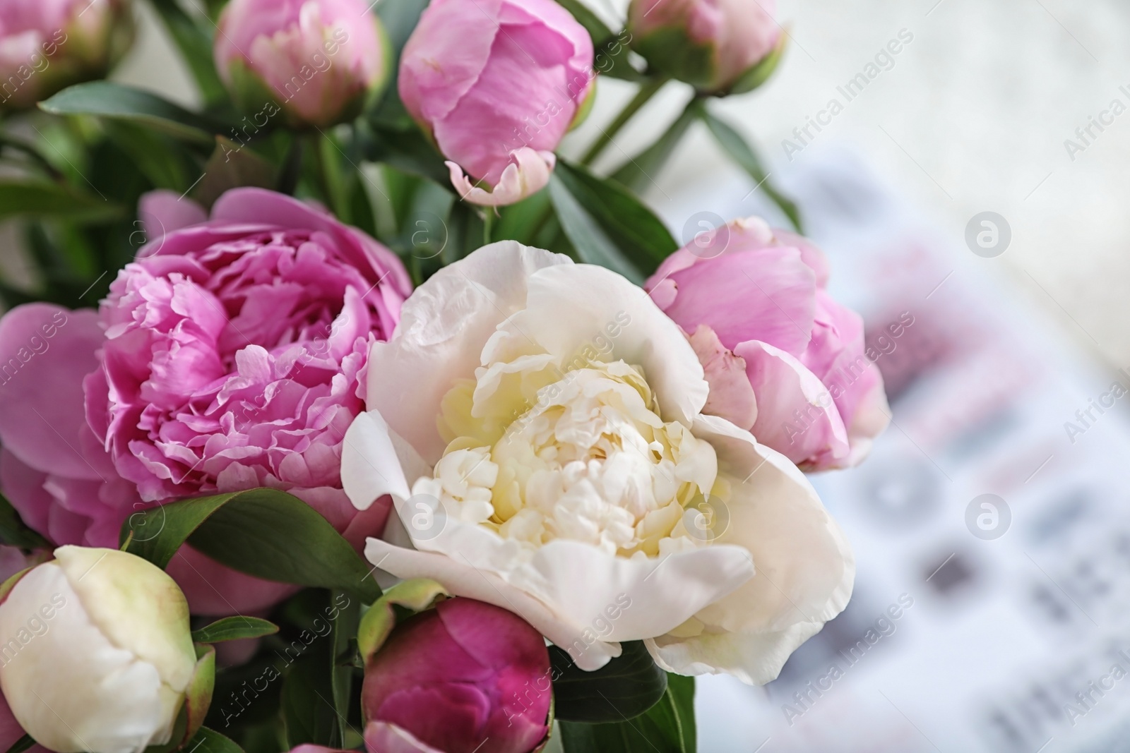 Photo of Bouquet of beautiful peonies on blurred background, closeup. Space for text