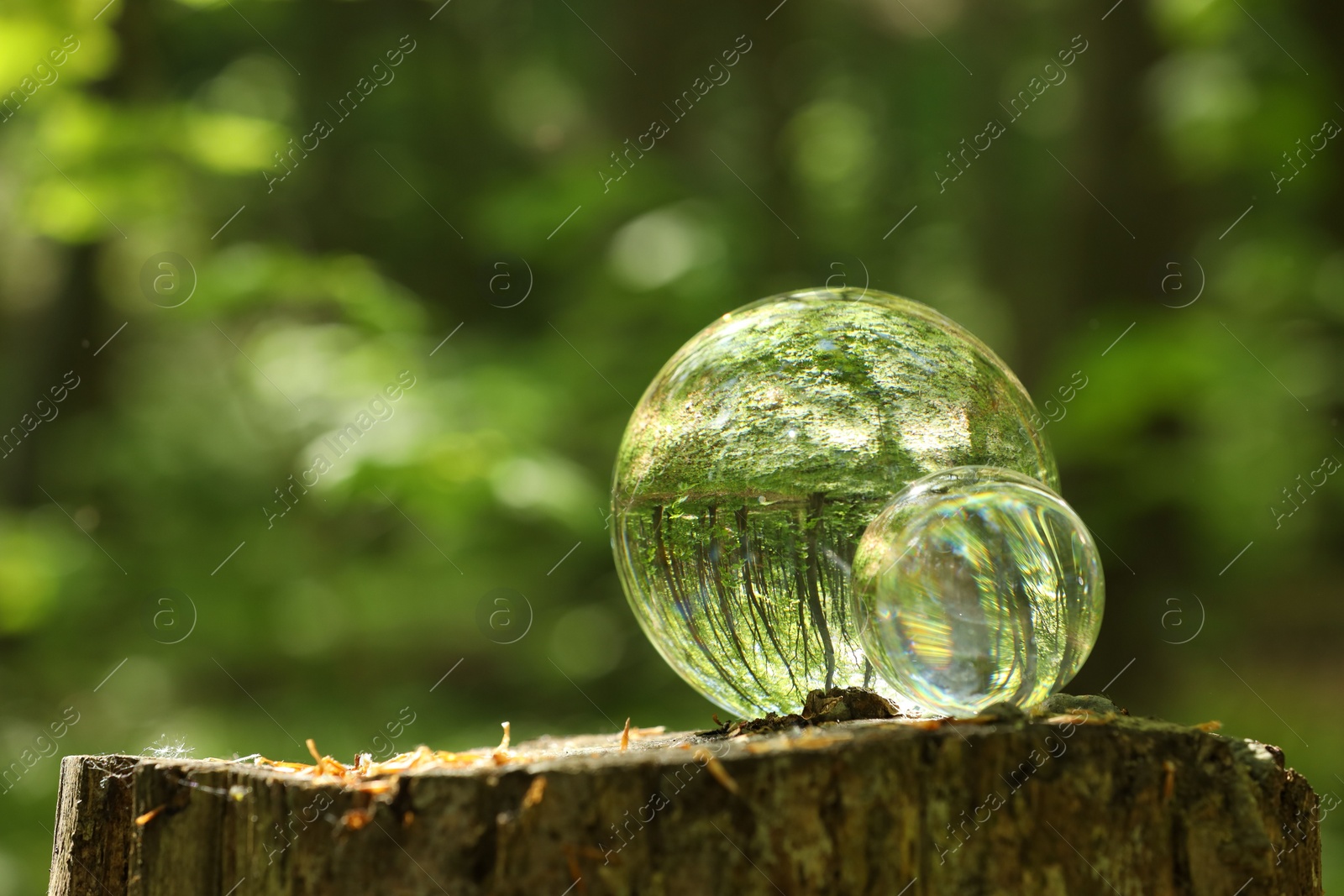 Photo of Green trees outdoors, overturned reflection. Crystal balls on stump in forest. Space for text