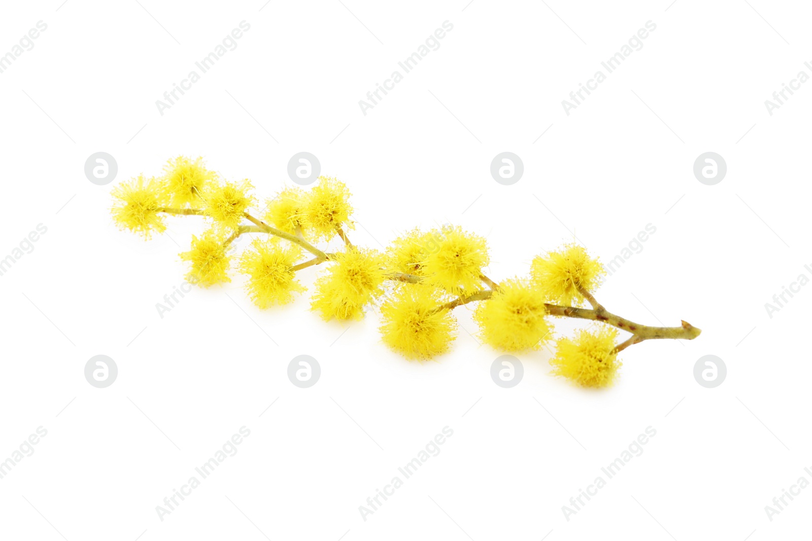 Photo of Beautiful yellow mimosa flowers isolated on white