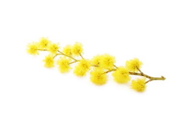 Photo of Beautiful yellow mimosa flowers isolated on white