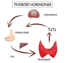 Illustration of Medical poster with thyroid hormones image on white background