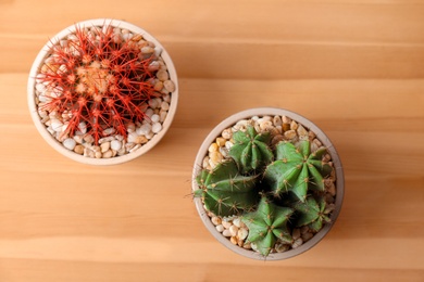 Beautiful cacti on wooden background, top view