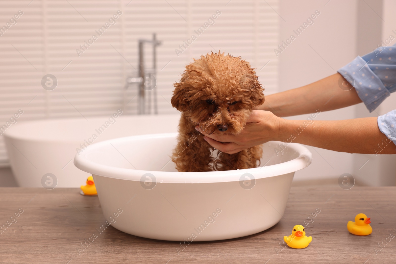 Photo of Woman washing cute Maltipoo dog in basin indoors. Lovely pet