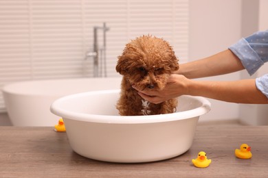 Woman washing cute Maltipoo dog in basin indoors. Lovely pet