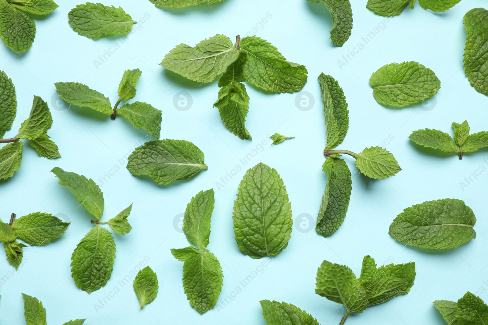 Photo of Fresh green mint leaves on light blue background, flat lay