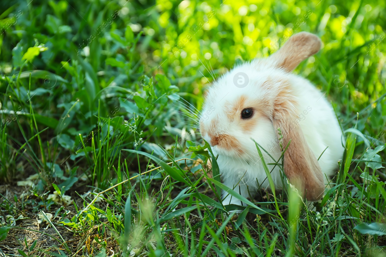 Photo of Cute fluffy bunny among green grass, outdoors