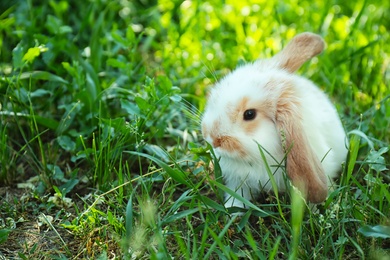 Cute fluffy bunny among green grass, outdoors