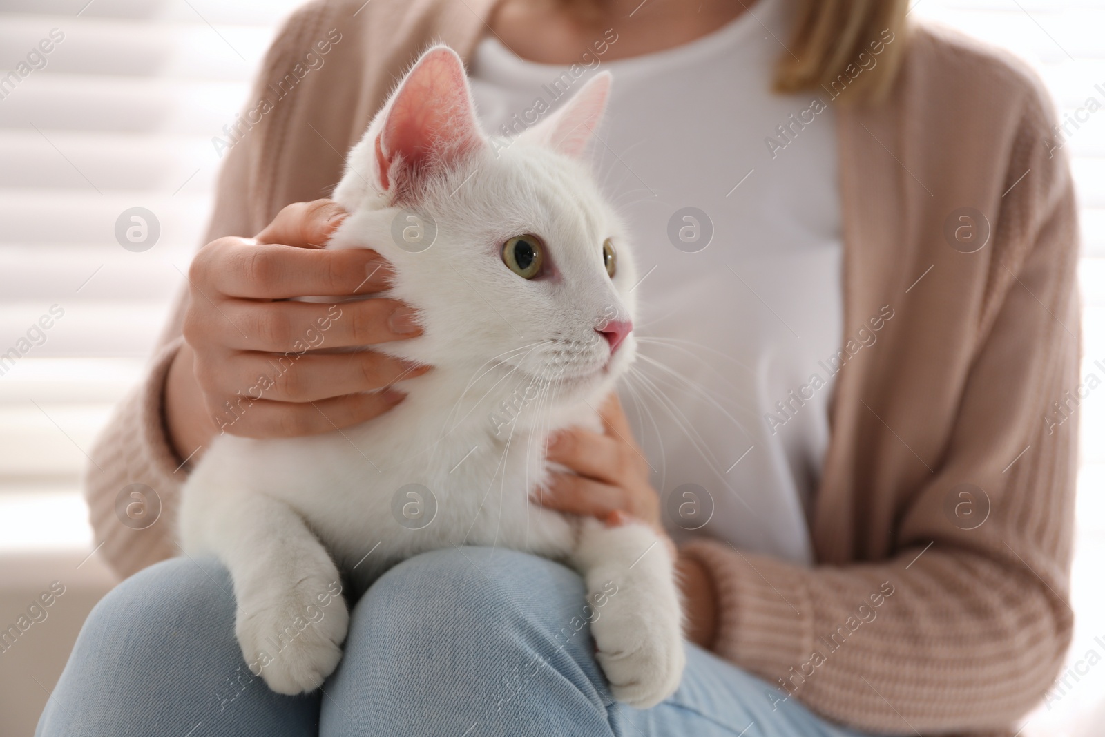 Photo of Young woman with her beautiful white cat at home, closeup. Fluffy pet