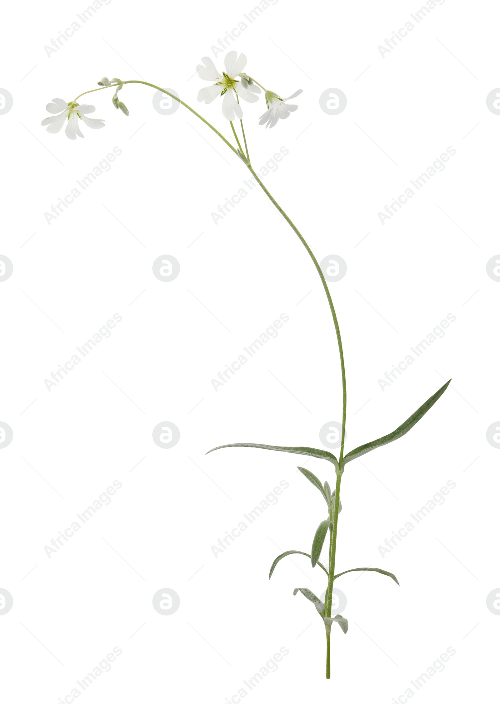 Photo of Beautiful meadow wild flower on white background