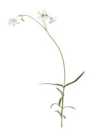 Photo of Beautiful meadow wild flower on white background