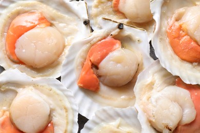 Photo of Fresh raw scallops in shells as background, closeup