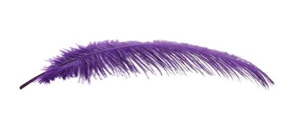 Photo of Beautiful delicate violet feather isolated on white