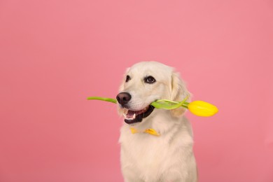 Photo of Cute Labrador Retriever dog holding yellow tulip flower on pink background