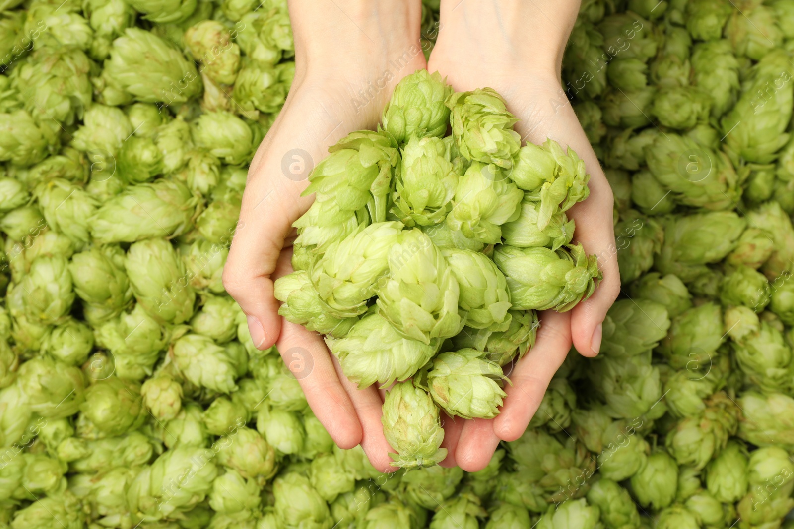 Photo of Woman holding pile of fresh ripe hops, top view