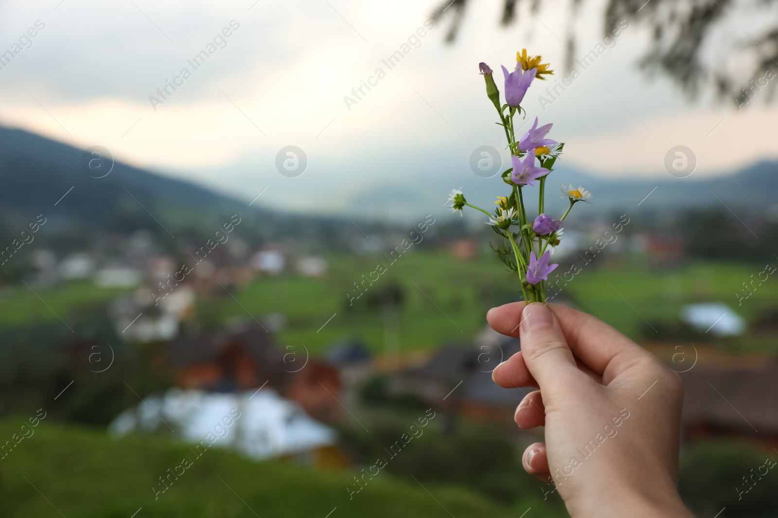 Photo of Woman holding blooming meadow flowers outdoors, closeup with space for text