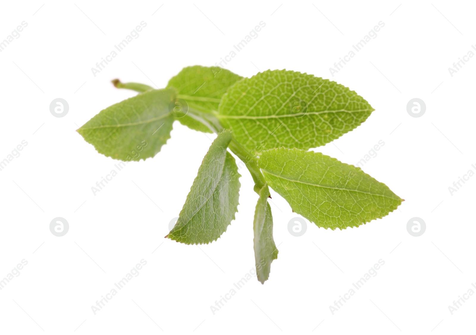 Photo of Bilberry twig with fresh green leaves isolated on white