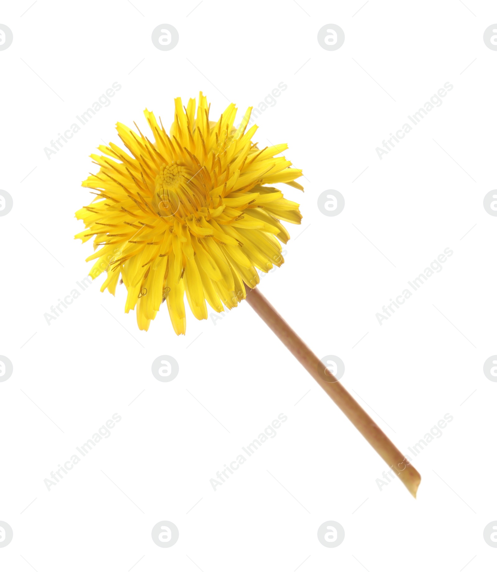 Photo of Beautiful blooming yellow dandelion isolated on white