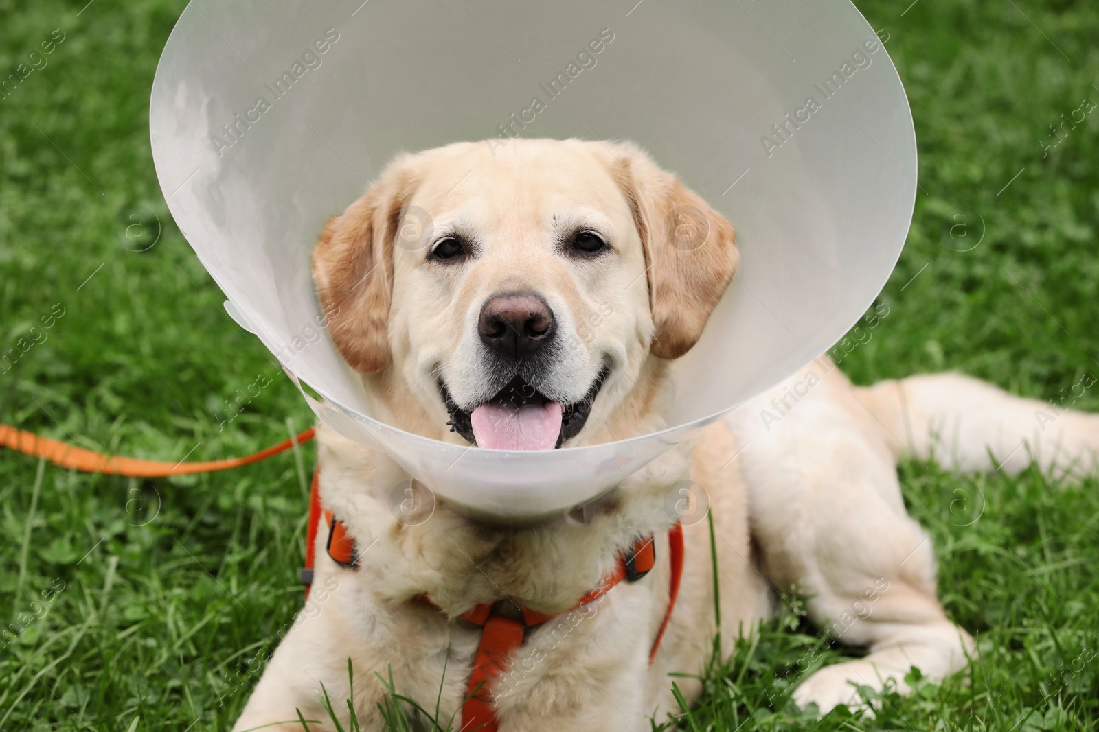 Photo of Adorable Labrador Retriever dog with Elizabethan collar lying on green grass outdoors