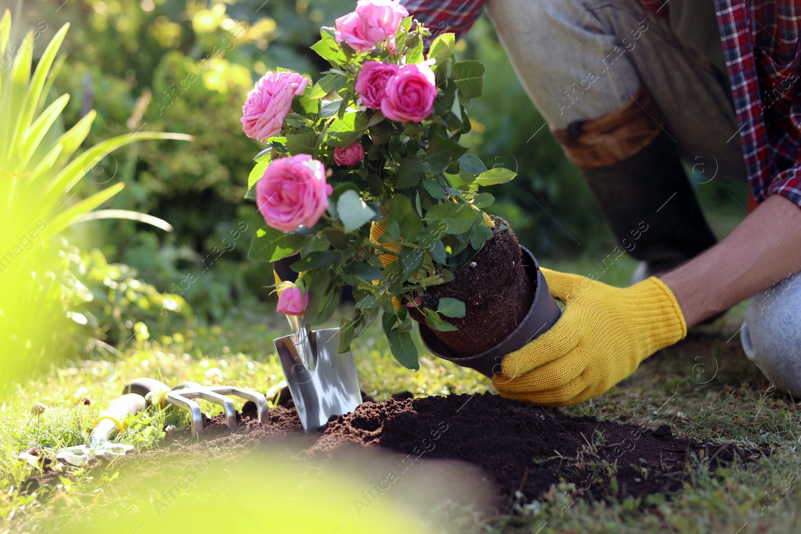 Photo of Man transplanting beautiful flowers into soil outdoors on sunny day, closeup. Gardening time