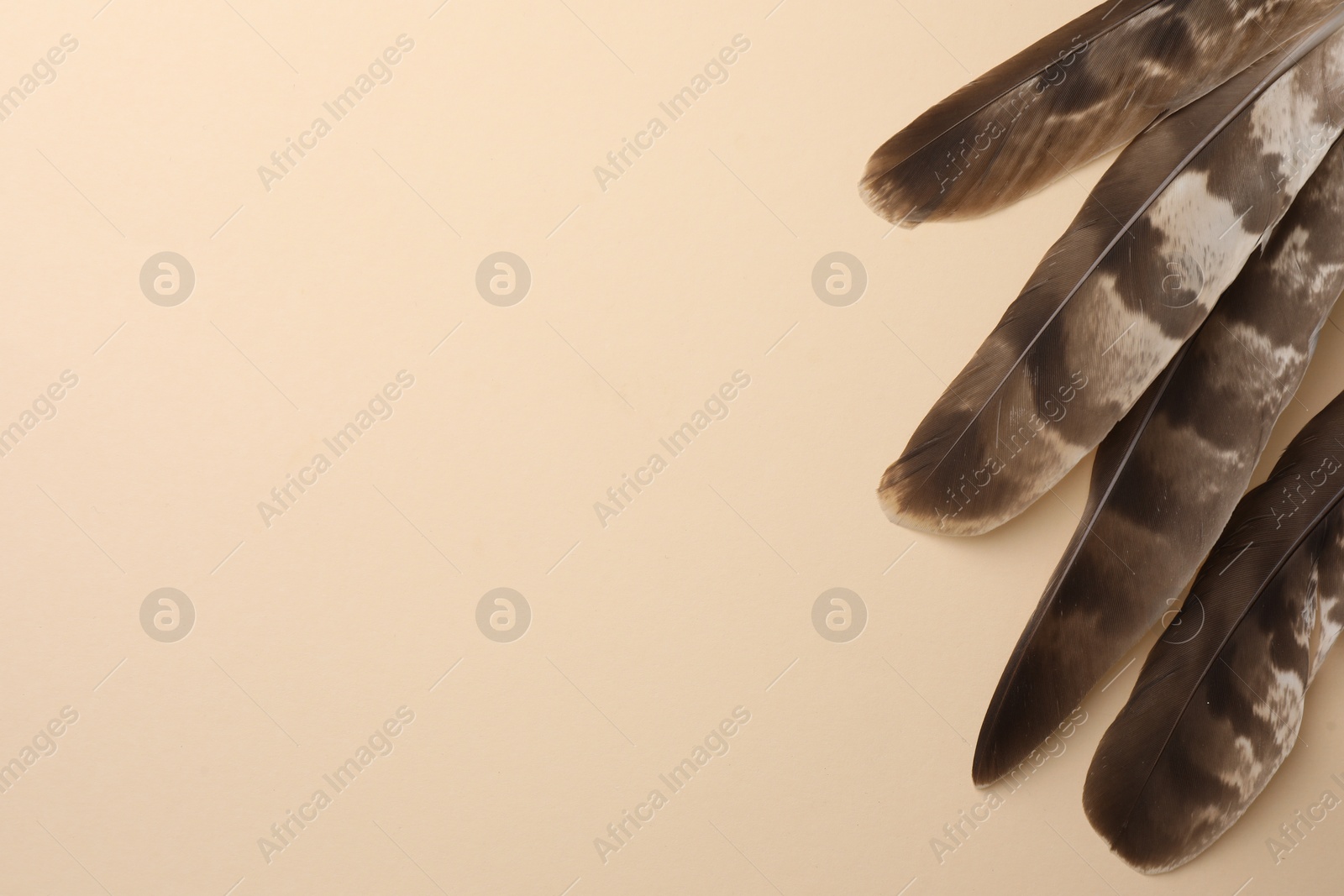 Photo of Many beautiful bird feathers on beige background, flat lay. Space for text