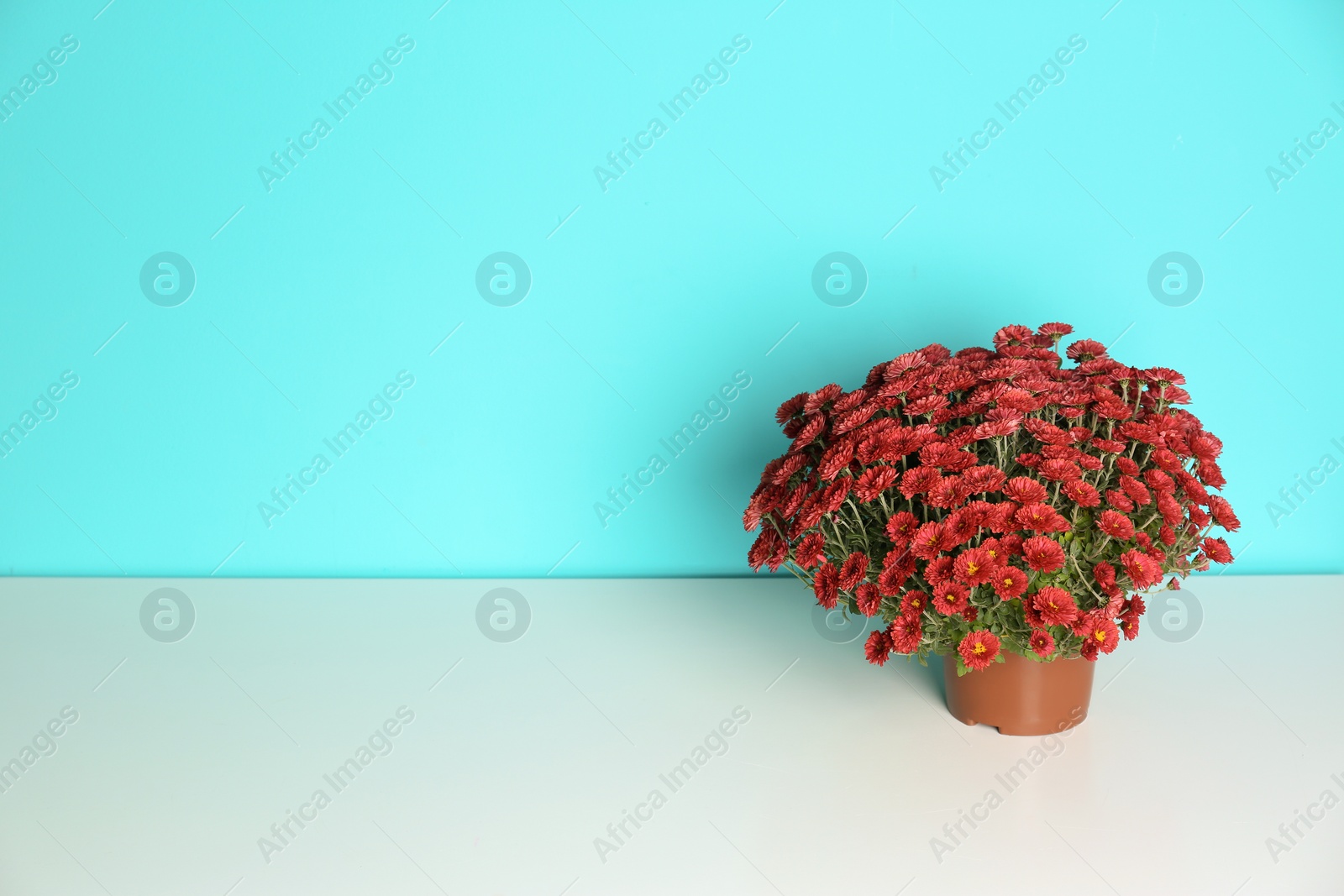 Photo of Beautiful potted chrysanthemum flowers on table against color background. Space for text