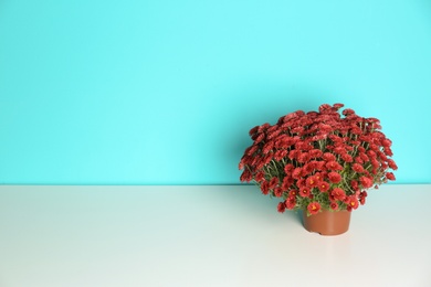 Beautiful potted chrysanthemum flowers on table against color background. Space for text