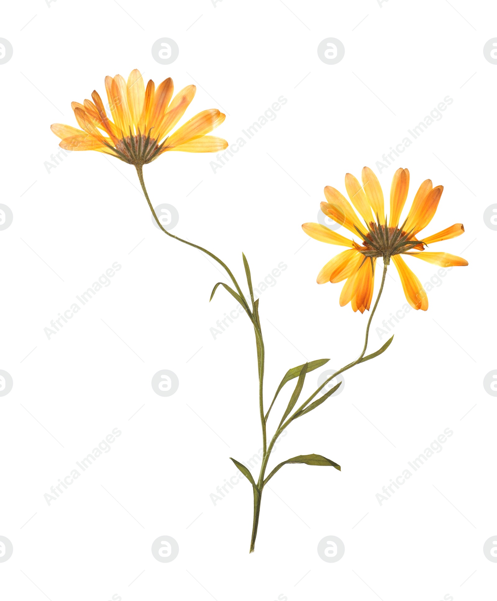 Photo of Wild dried meadow flowers on white background
