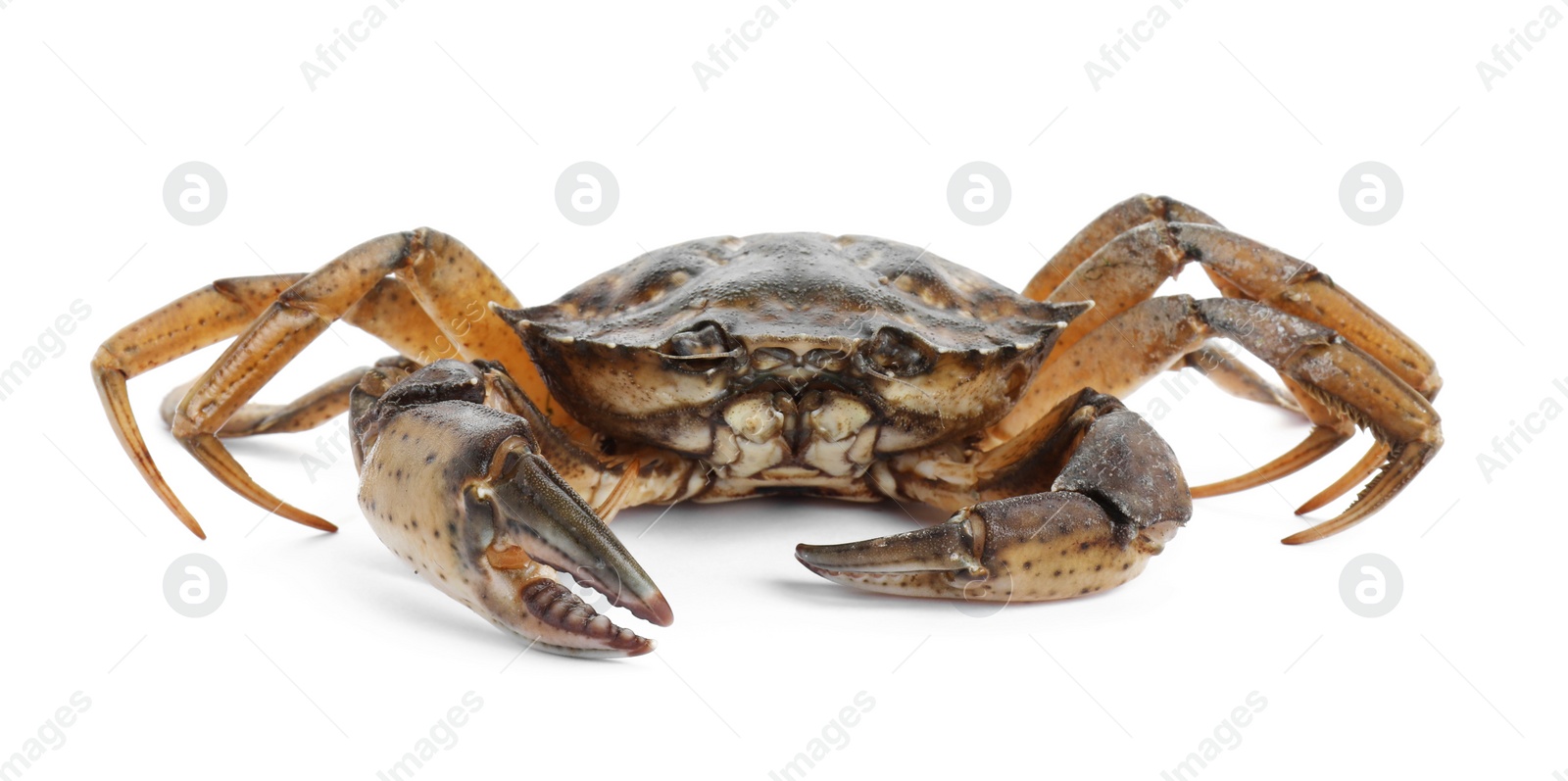 Photo of One fresh raw crab isolated on white