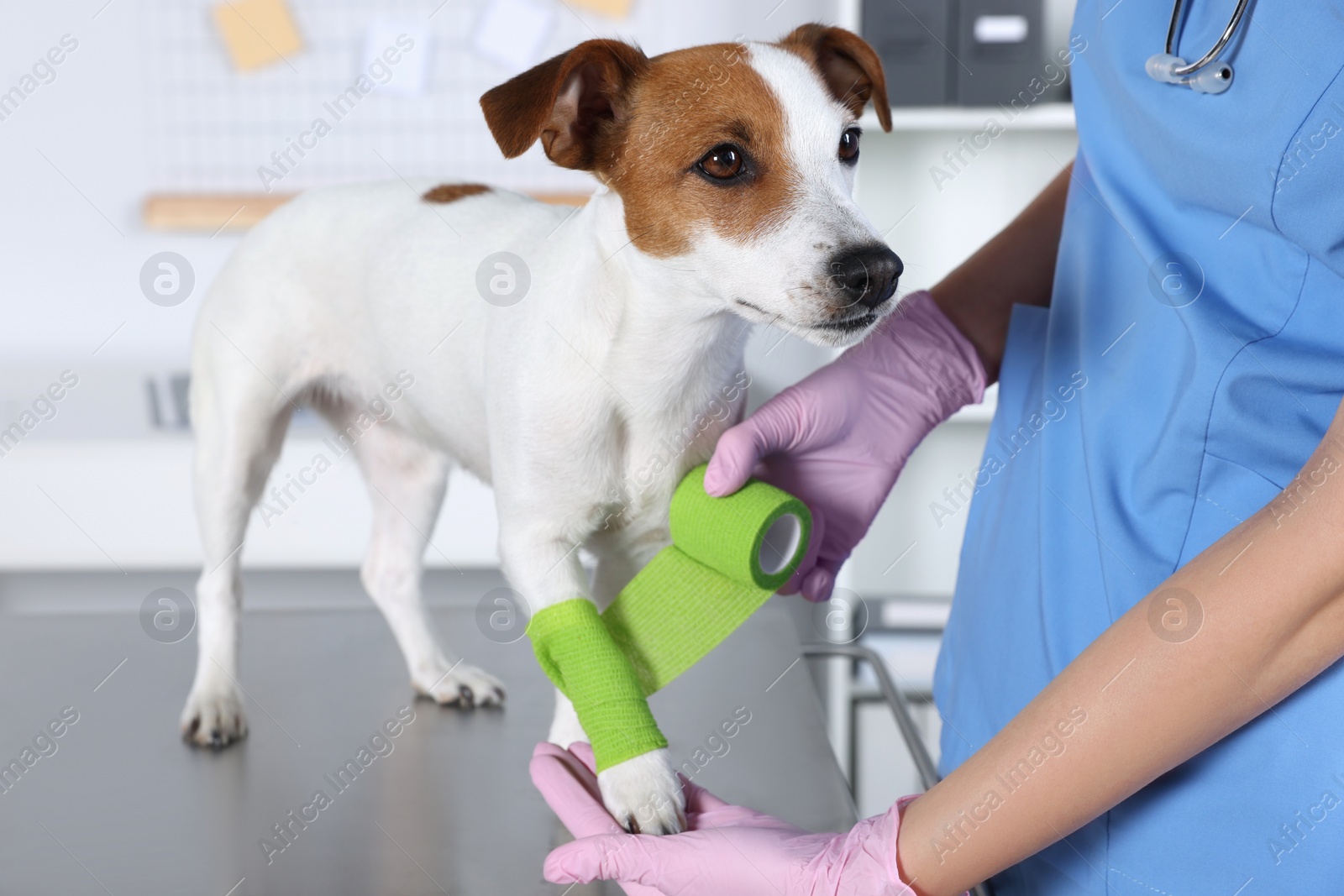 Photo of Veterinarian applying bandage onto dog's paw at table in clinic, closeup