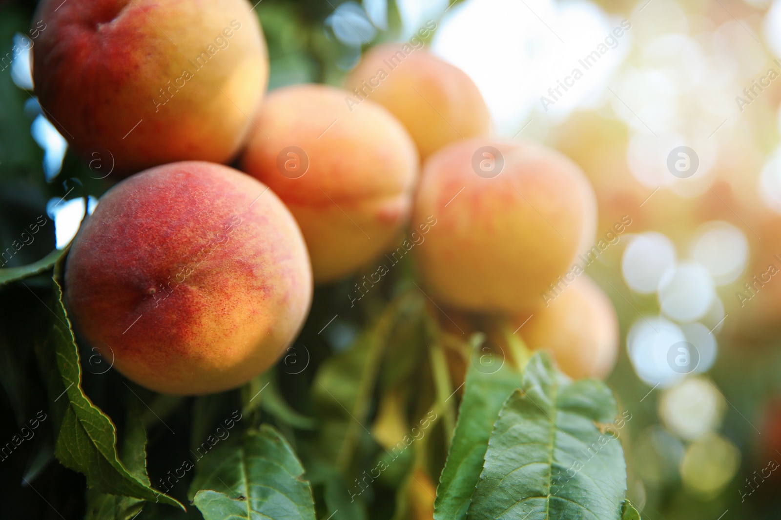 Photo of Ripe peaches on tree branch in garden, closeup