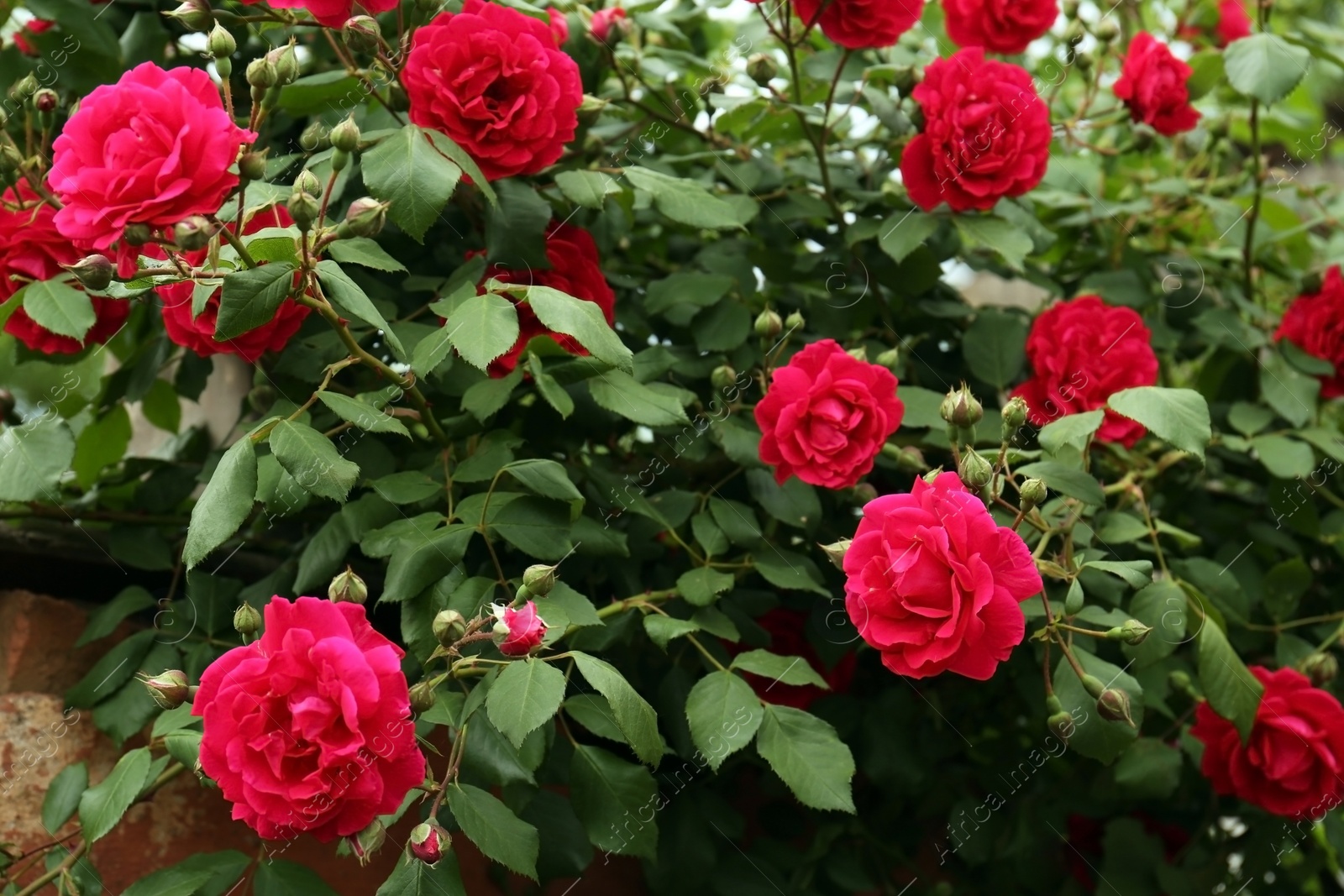 Photo of Beautiful blooming rose bush with pink flowers outdoors