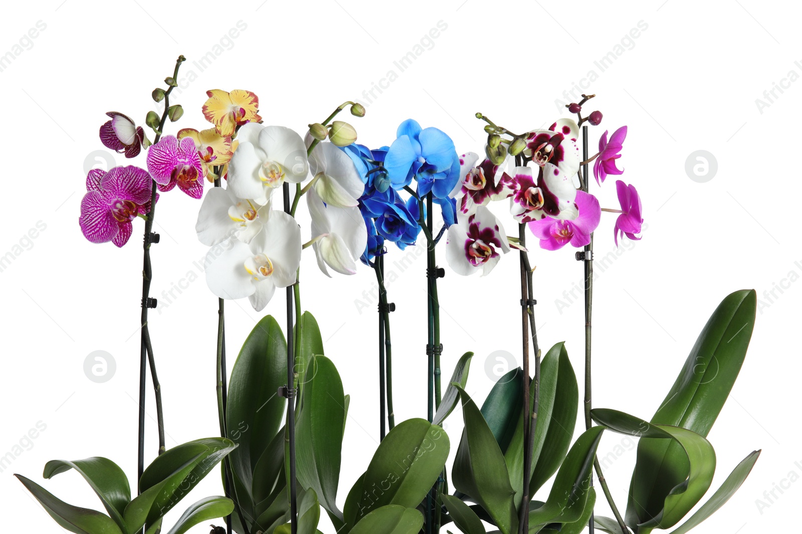 Photo of Beautiful tropical orchid flowers on white background